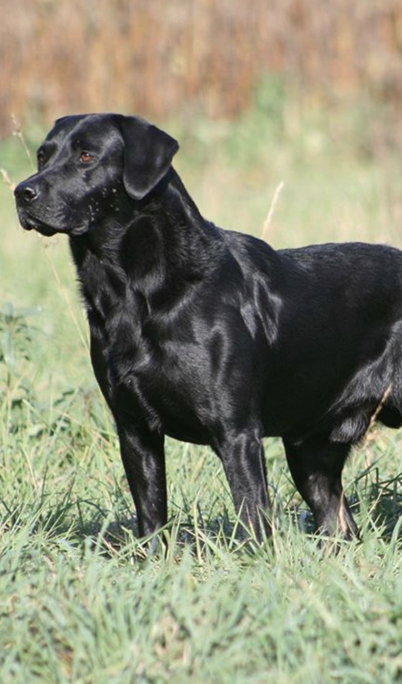 Stoatshead Labradors - L -Wurf